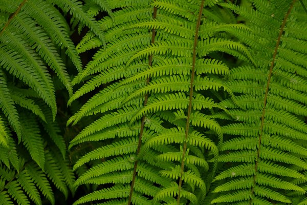 Déménager avec un animal : guide pratique et astuces